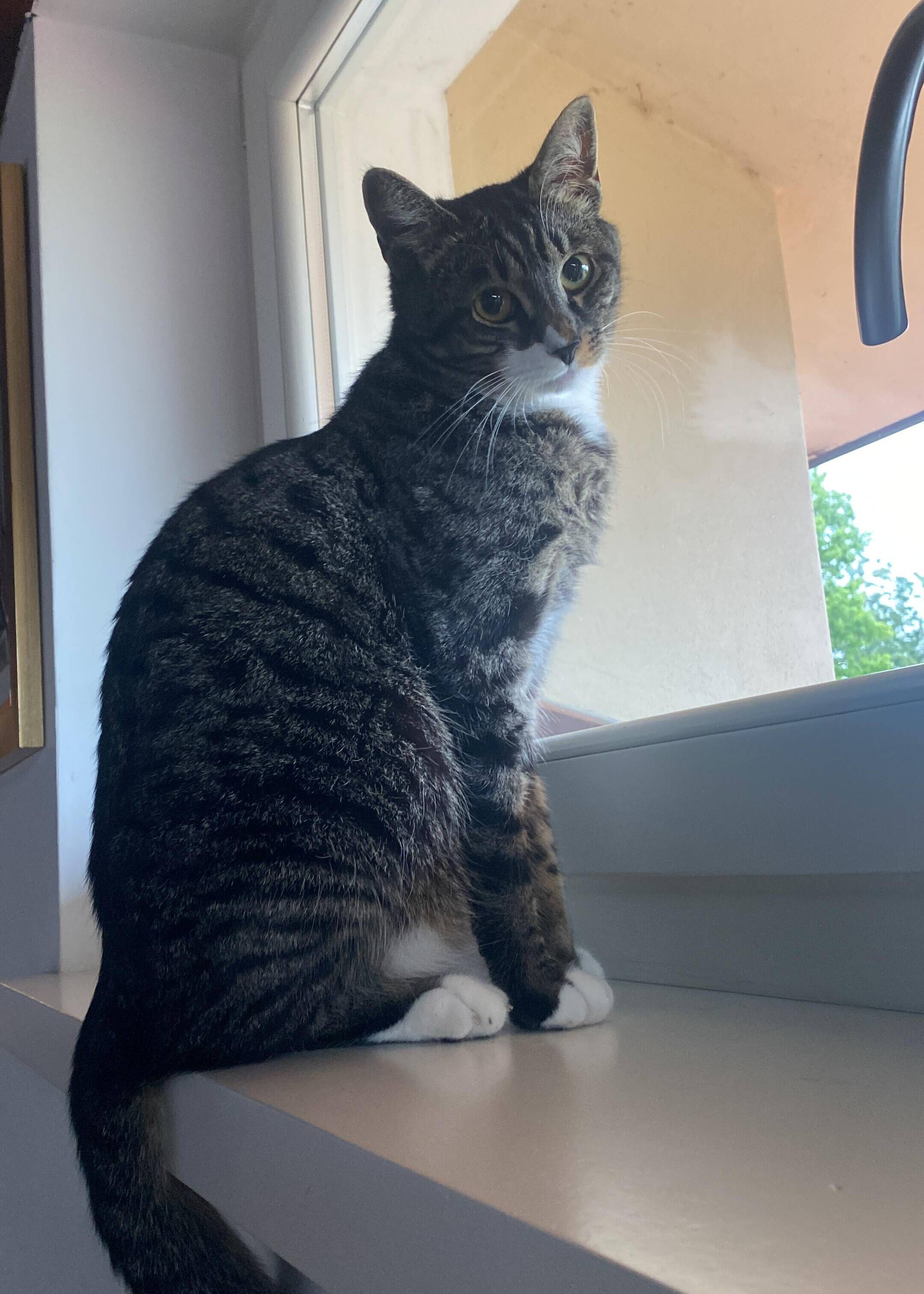 Nilo