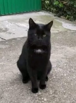 Rambo