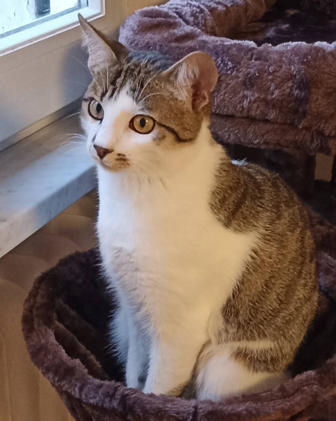 Bugatto Cuoricino