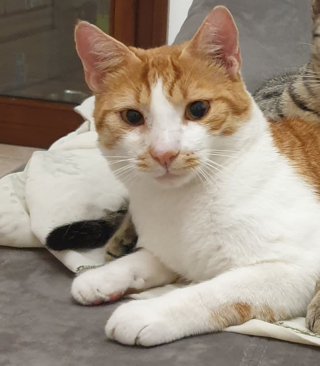 Simba