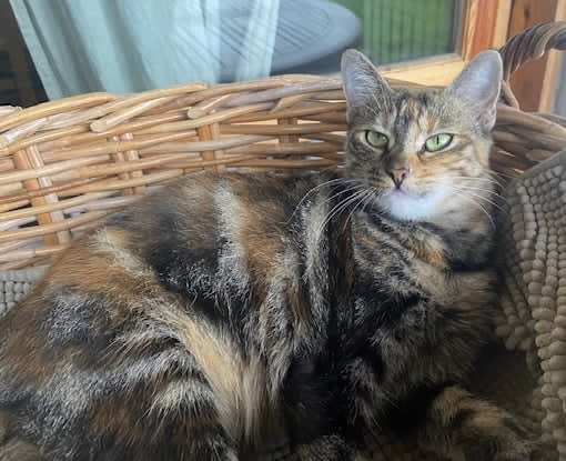 Chicca