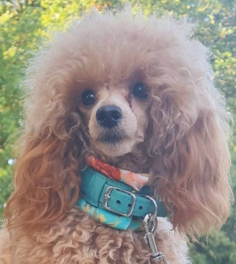PENELOPE