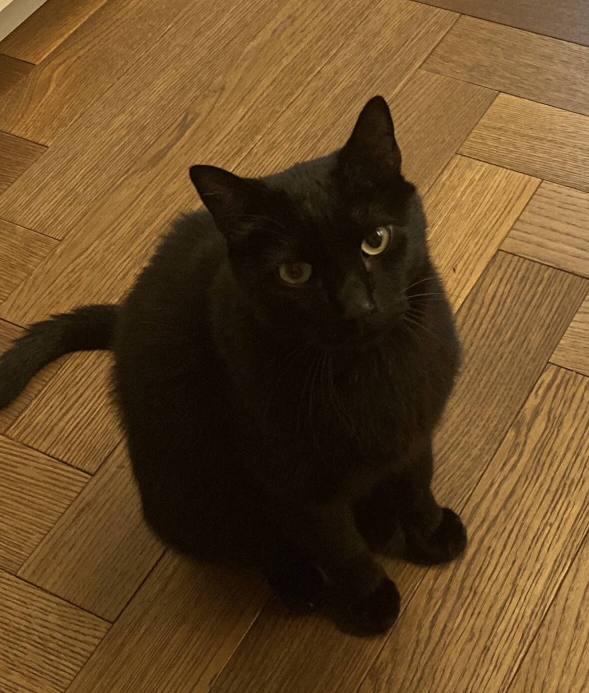 Zorro