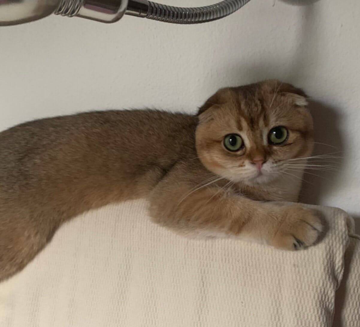 Ugo