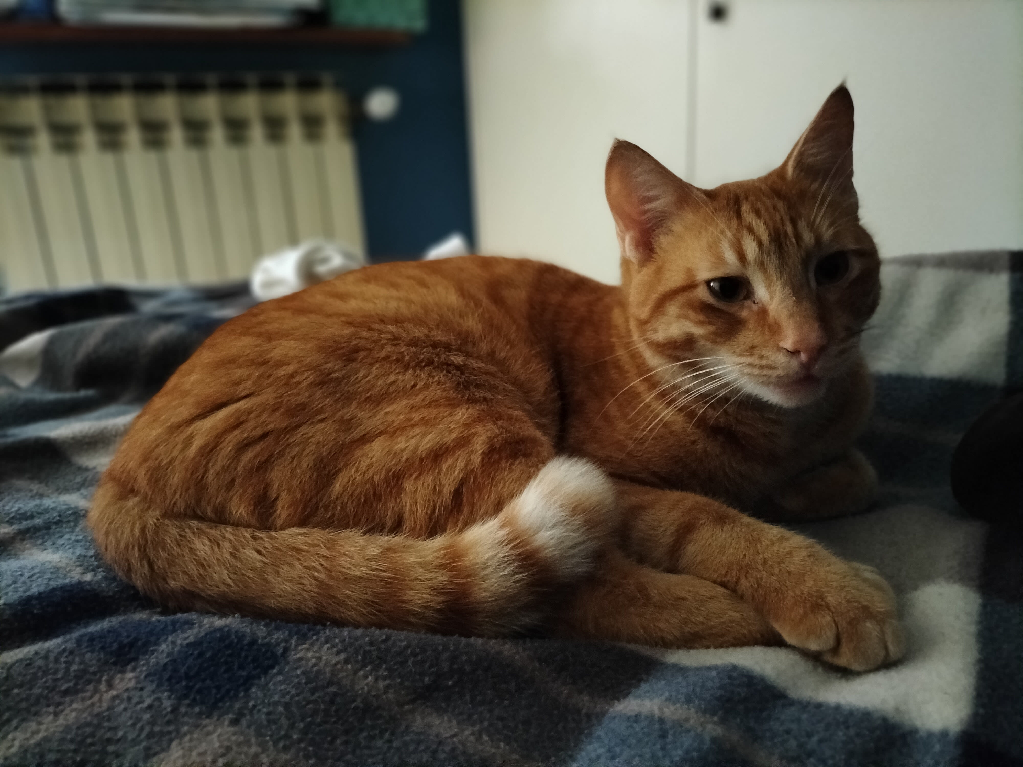 Micetti