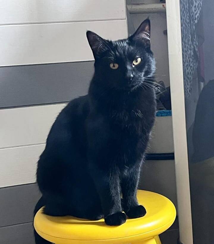 Gino