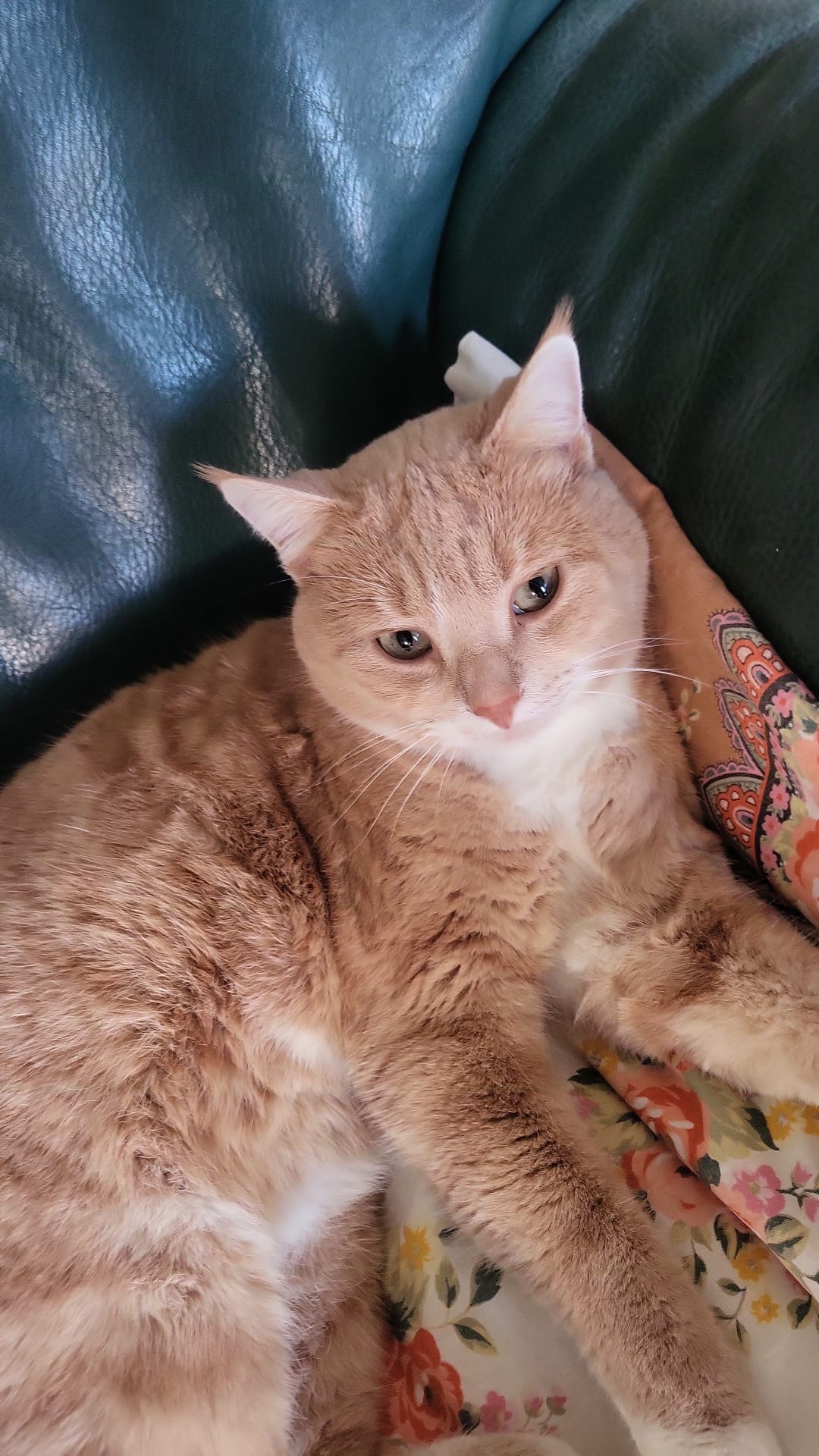 Artù