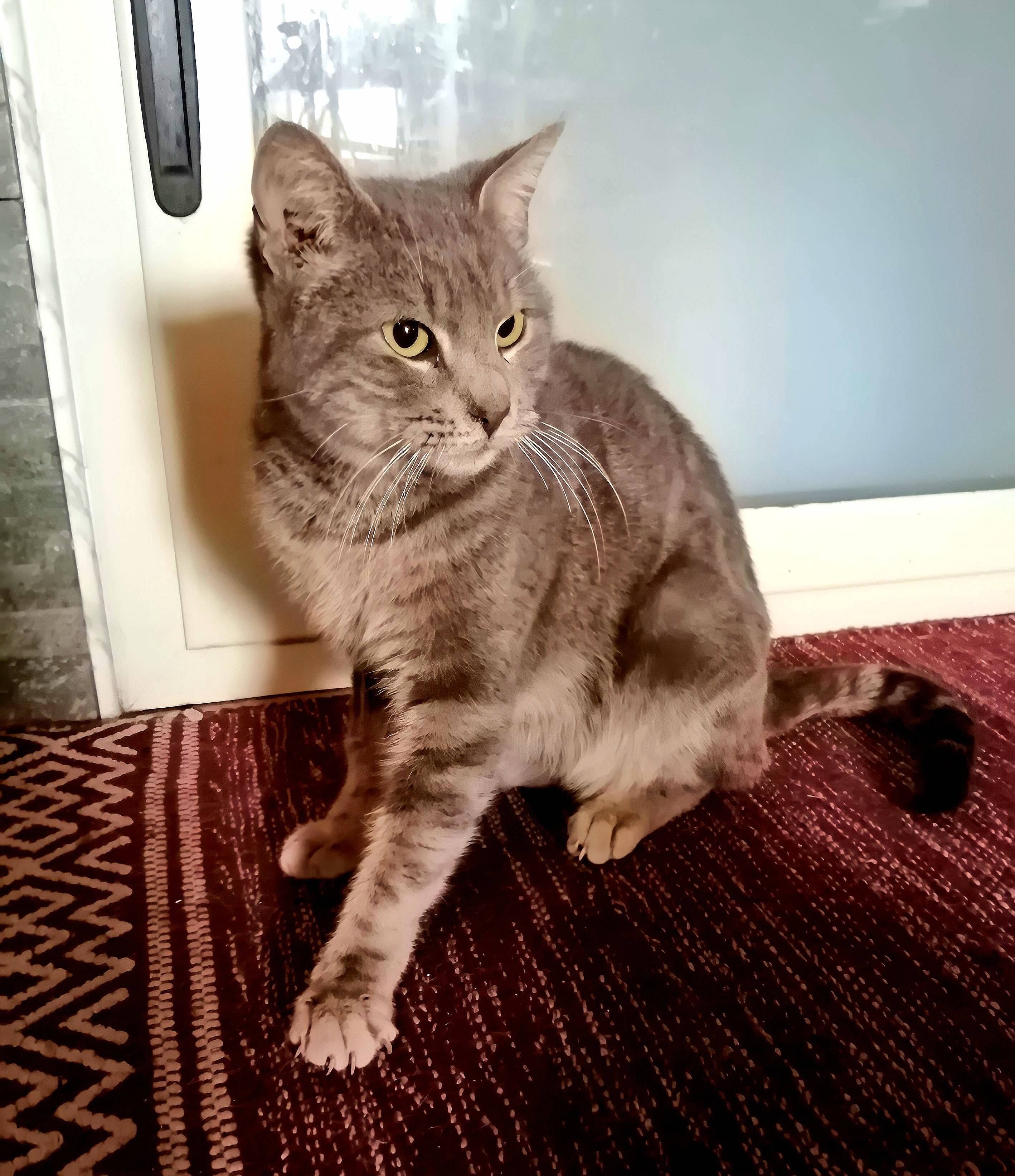 Giulio