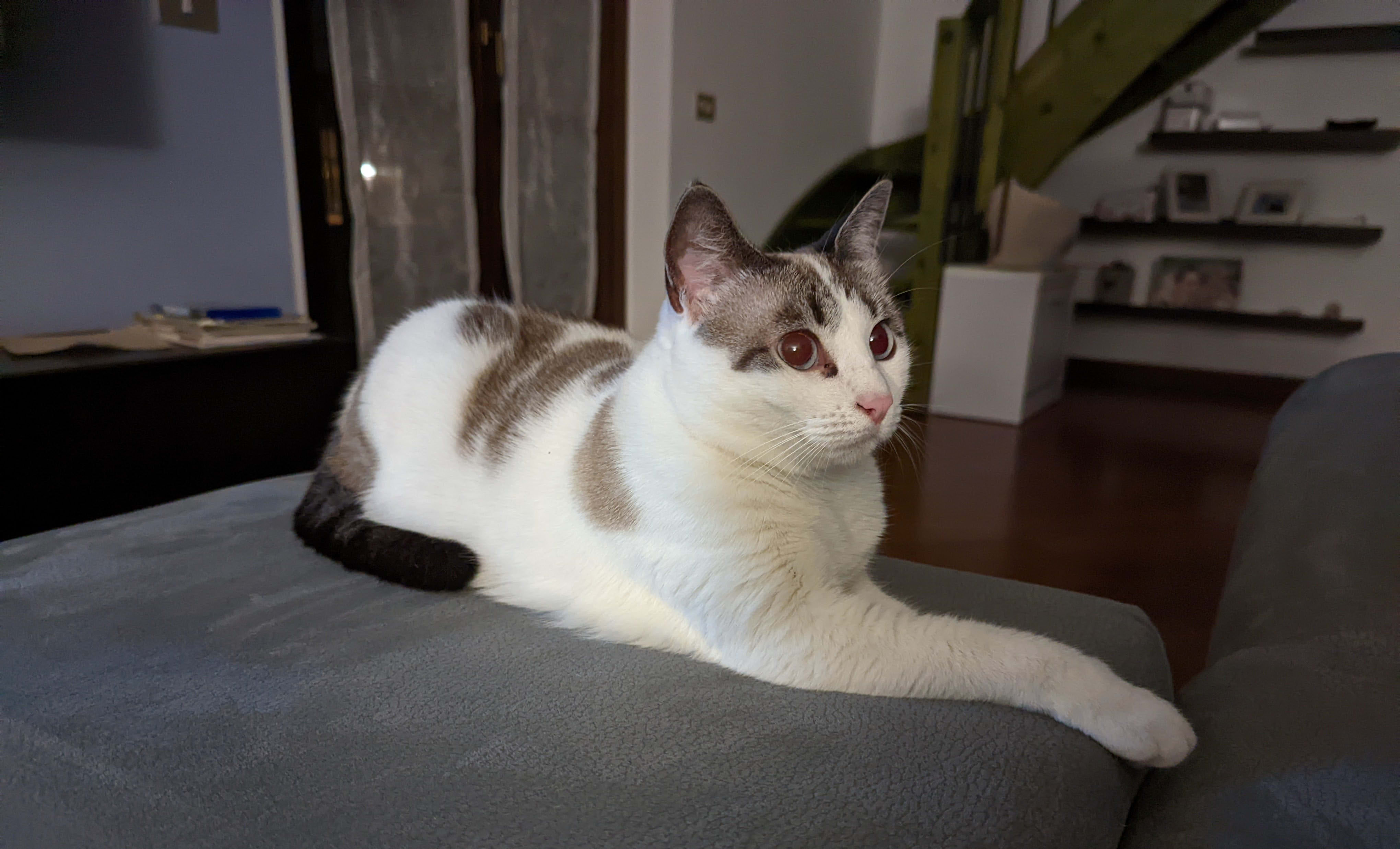 Stella