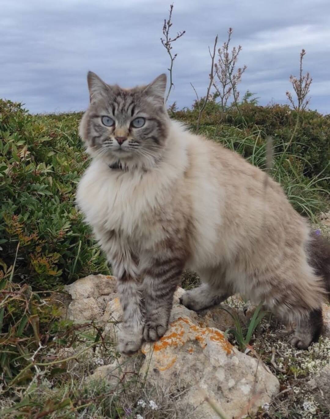 Mia