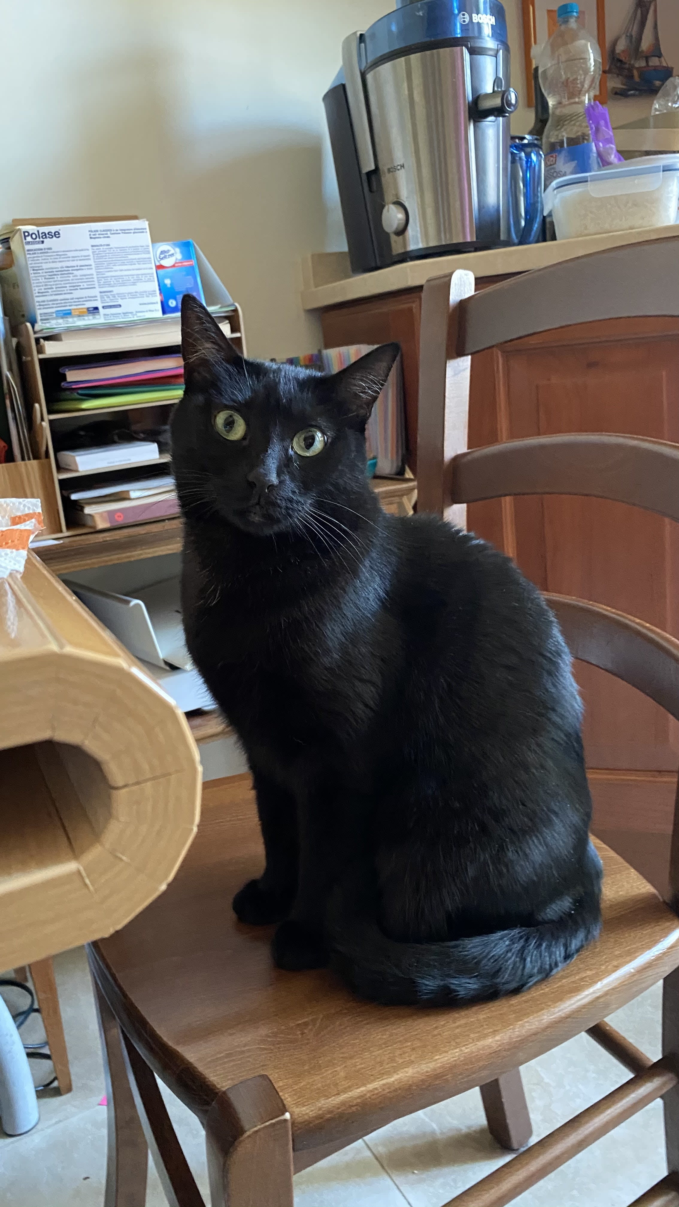 LUCKY (LOKI)