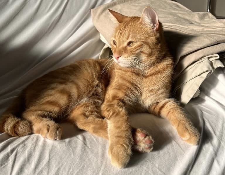 Vincent