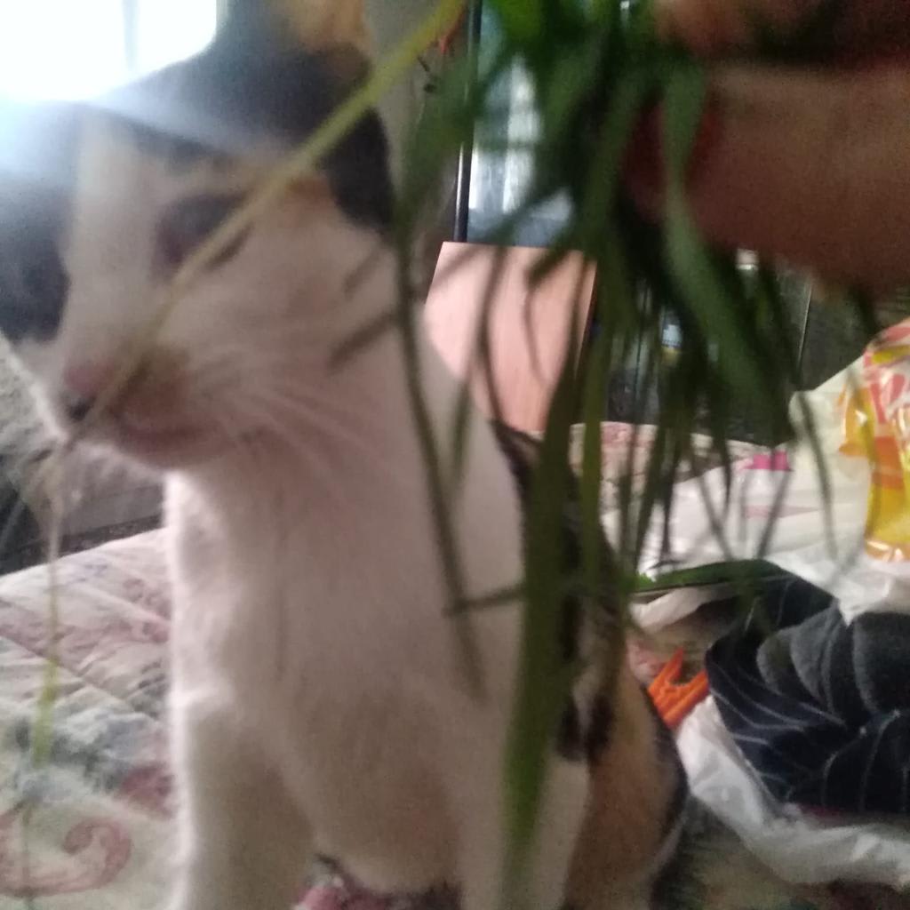 Ginevra