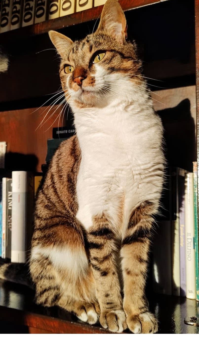 Nala