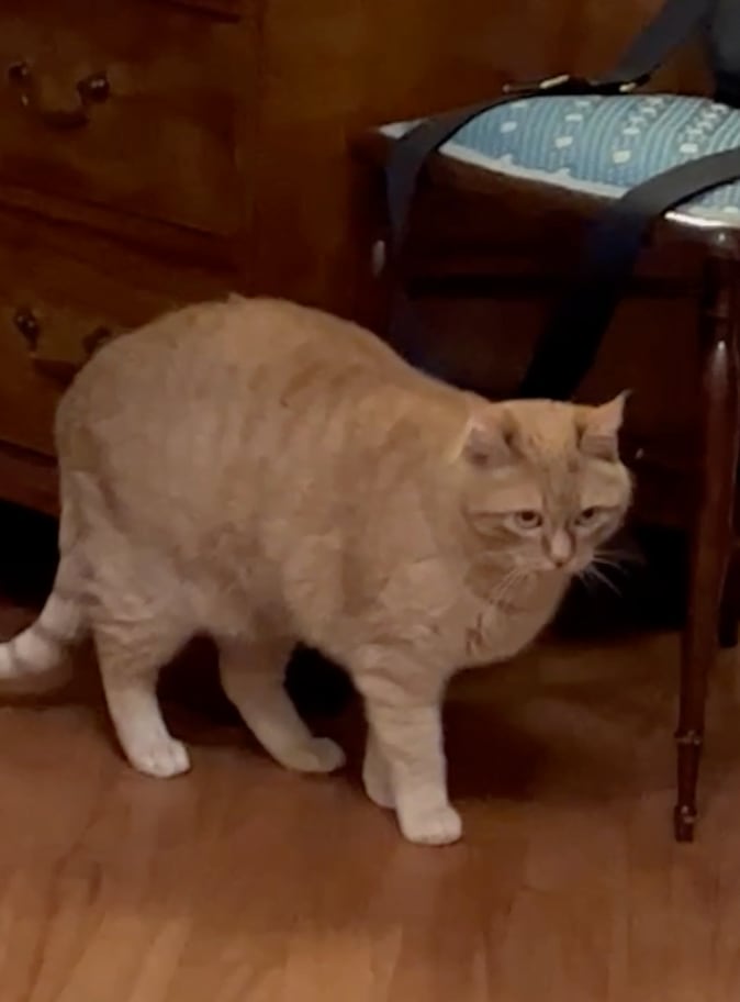 Pallino