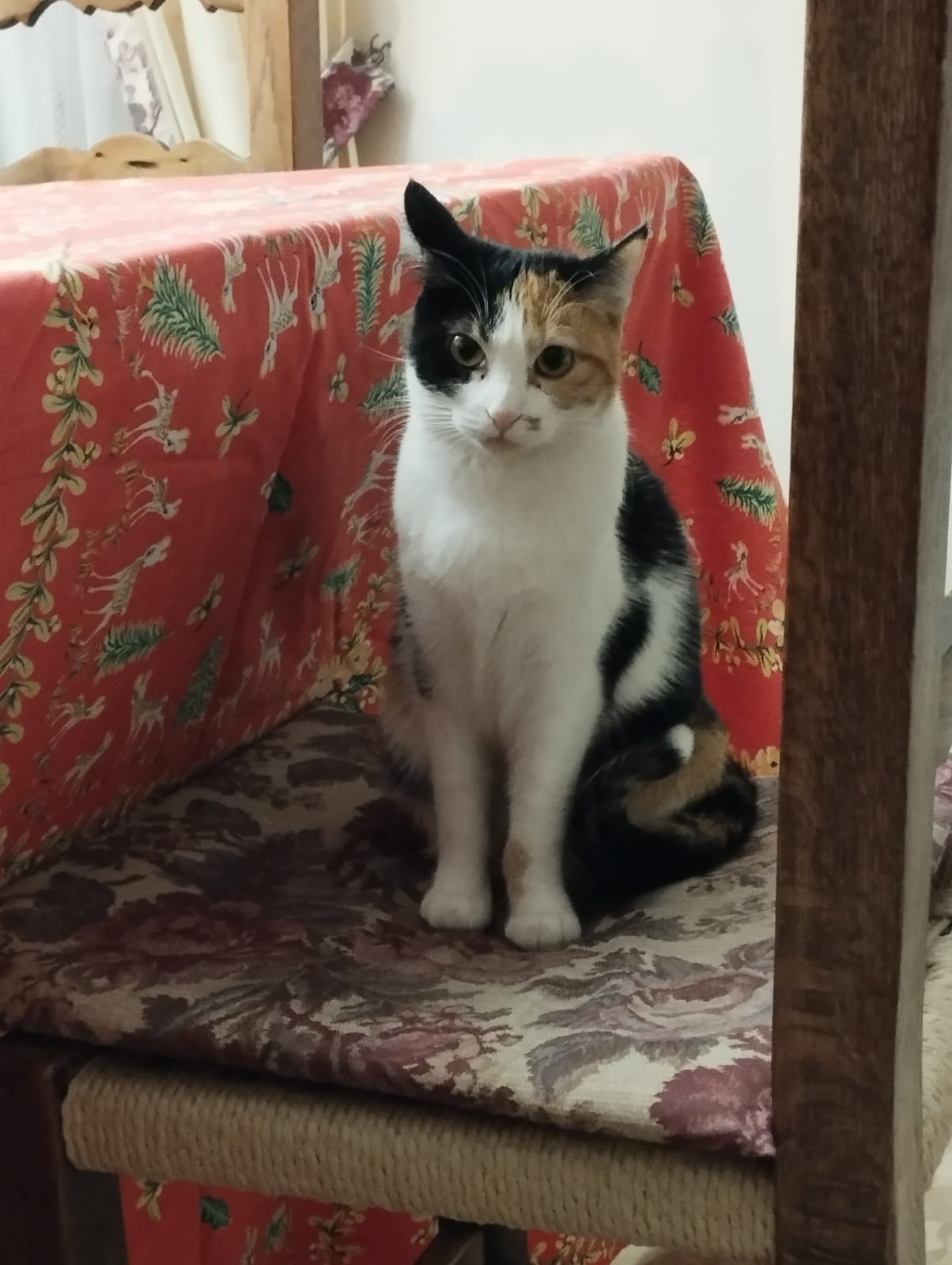 Ginevra
