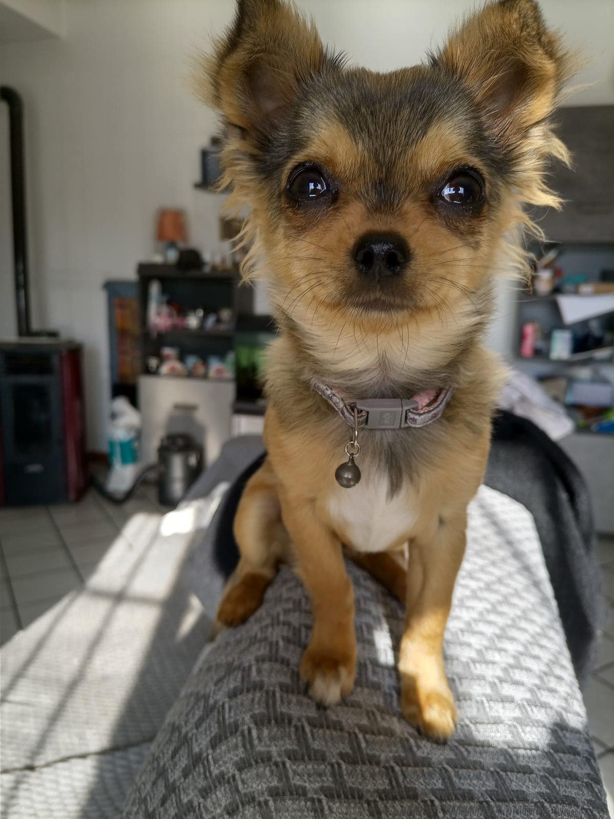 Stella