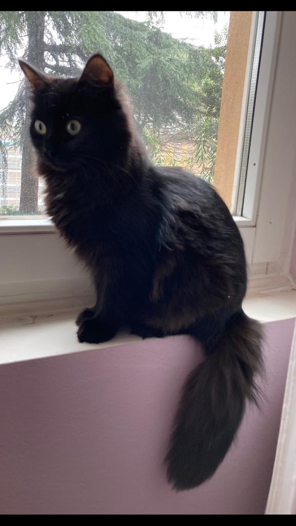 Leila