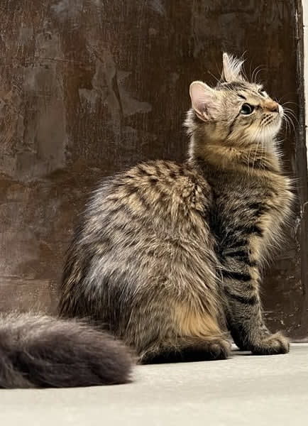 Newton