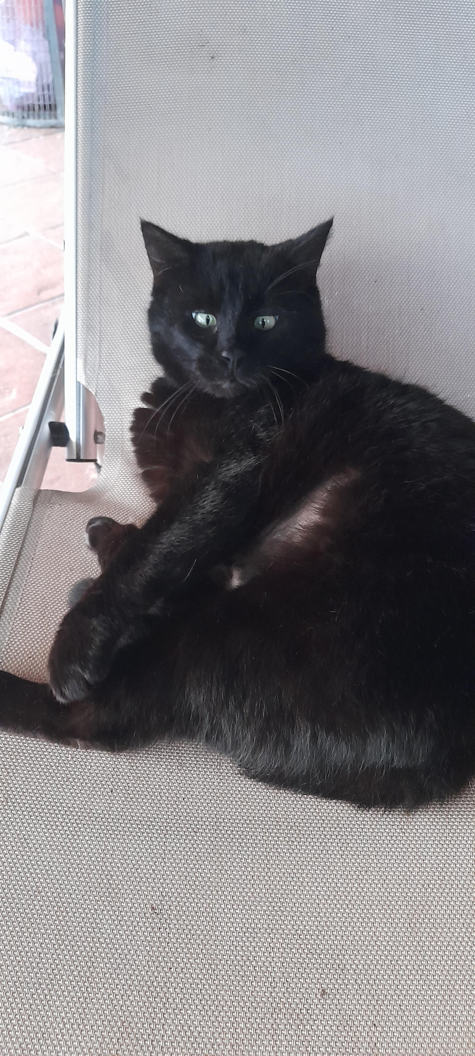 GATTONE
