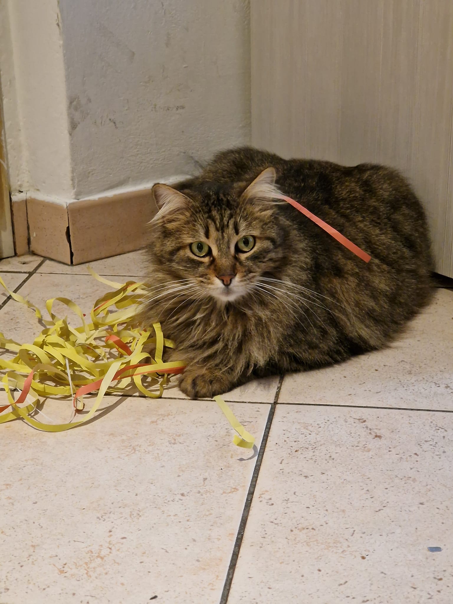 Simba