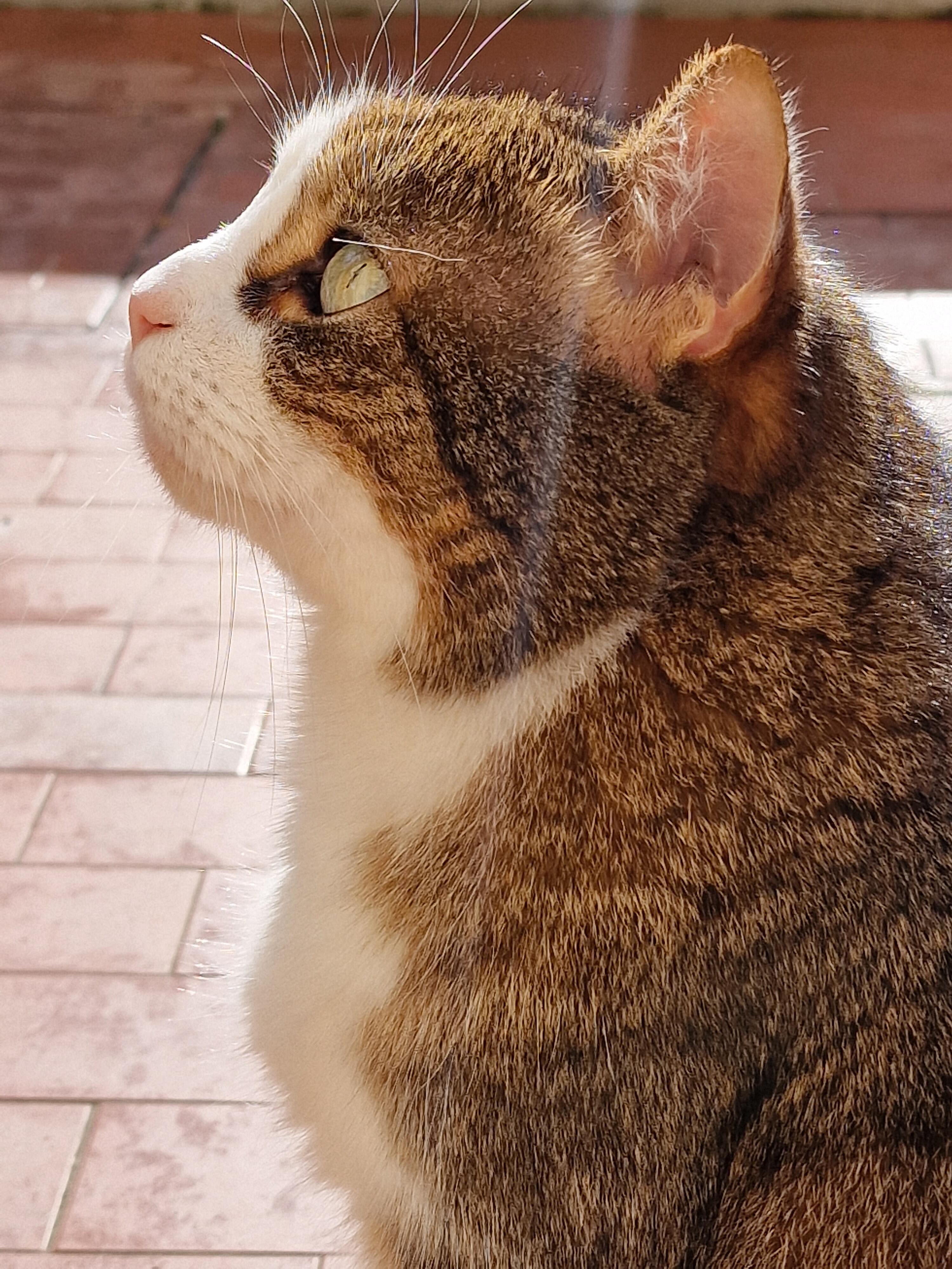 Kira