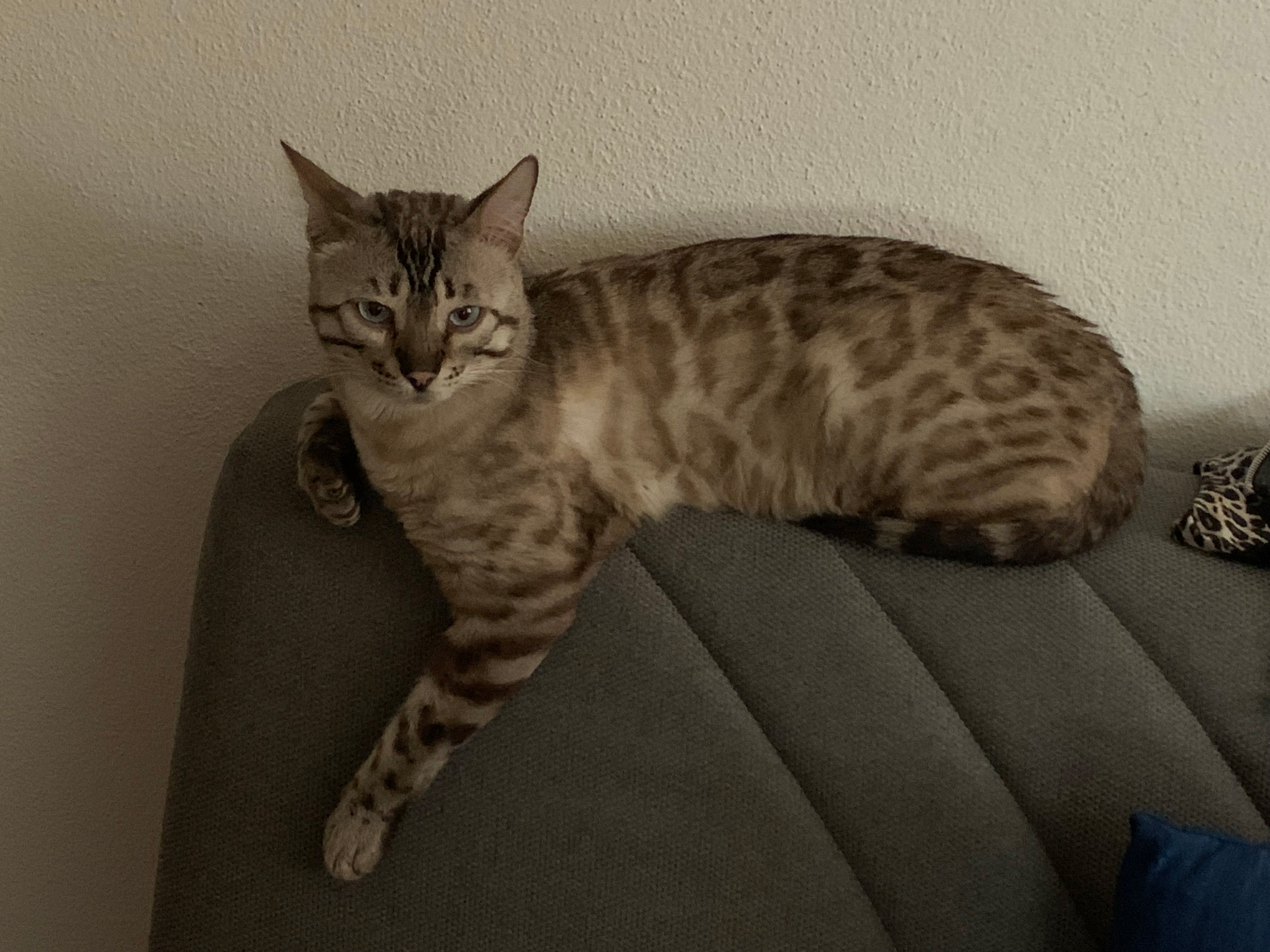Tigre