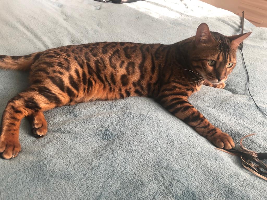 Luis