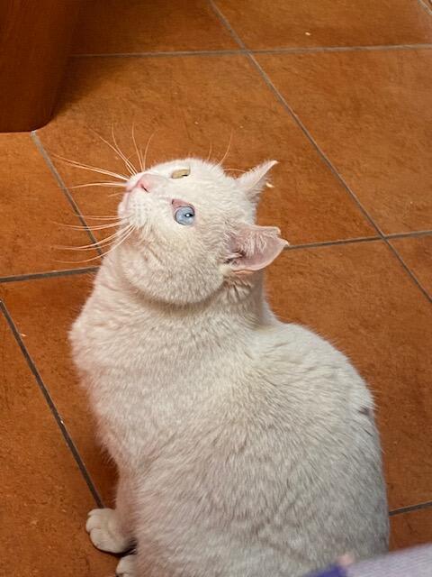 MIA