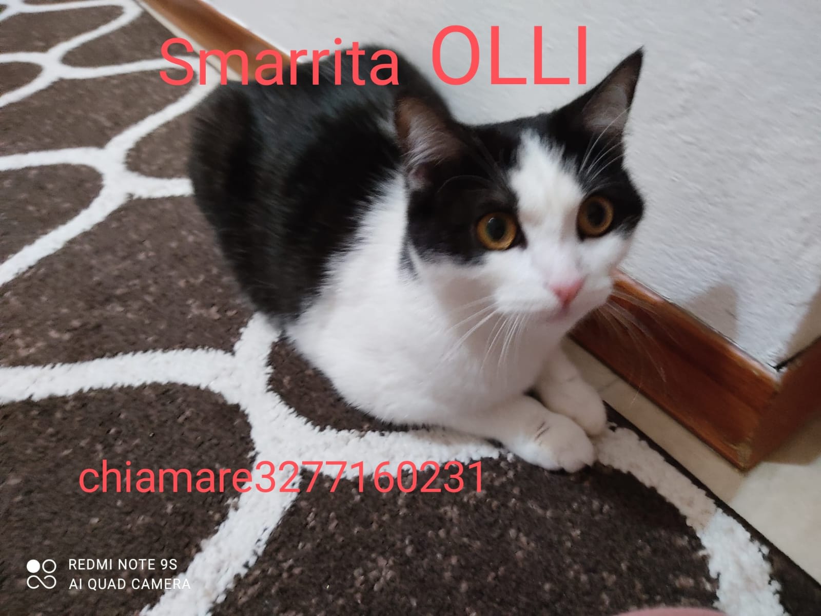 Olli