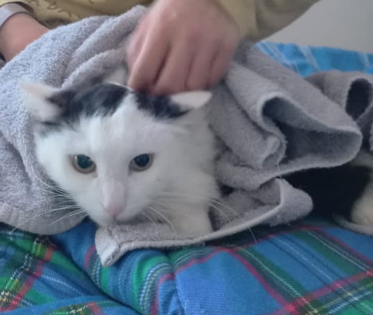 Artemis