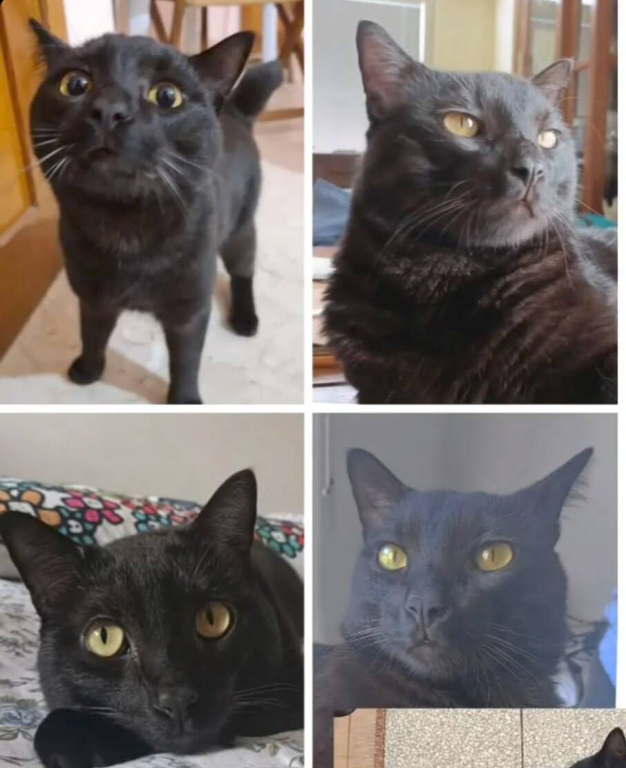 Loki