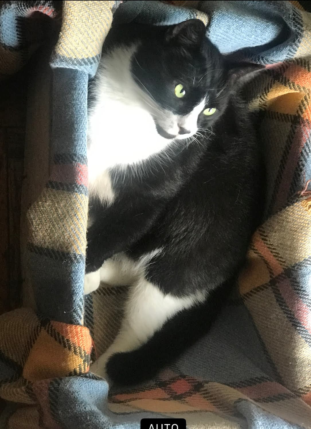 Silvestro