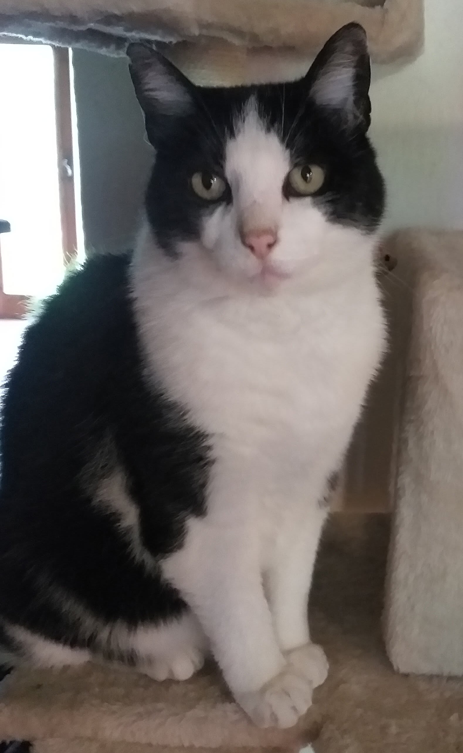 Daniel