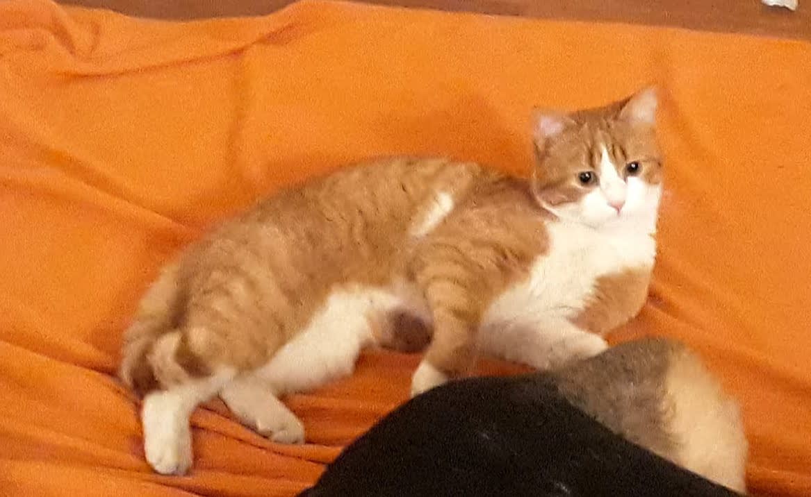 Mango