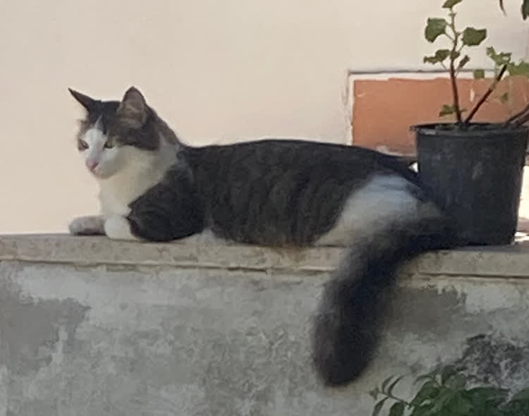 SolDo