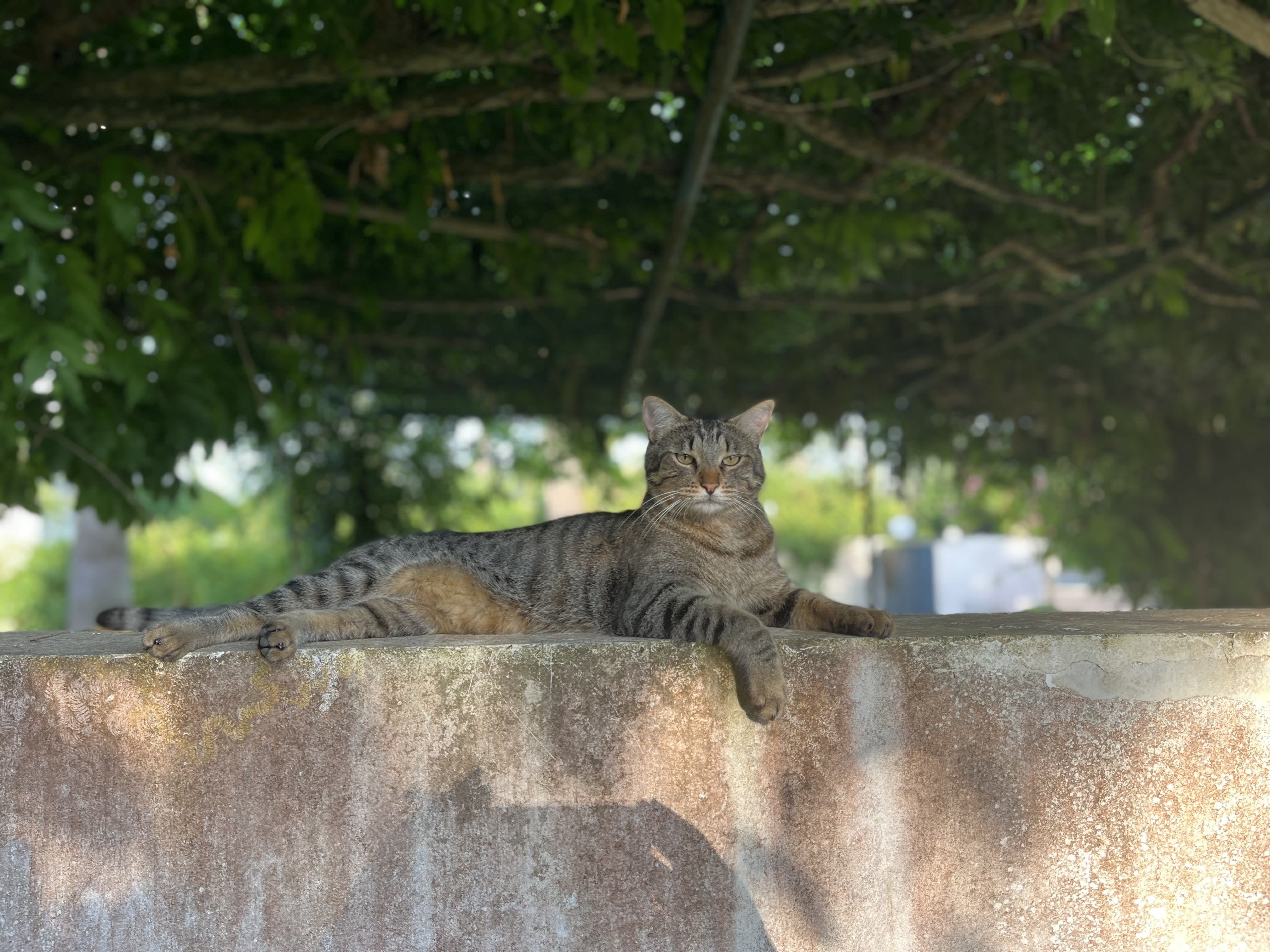 Peppino