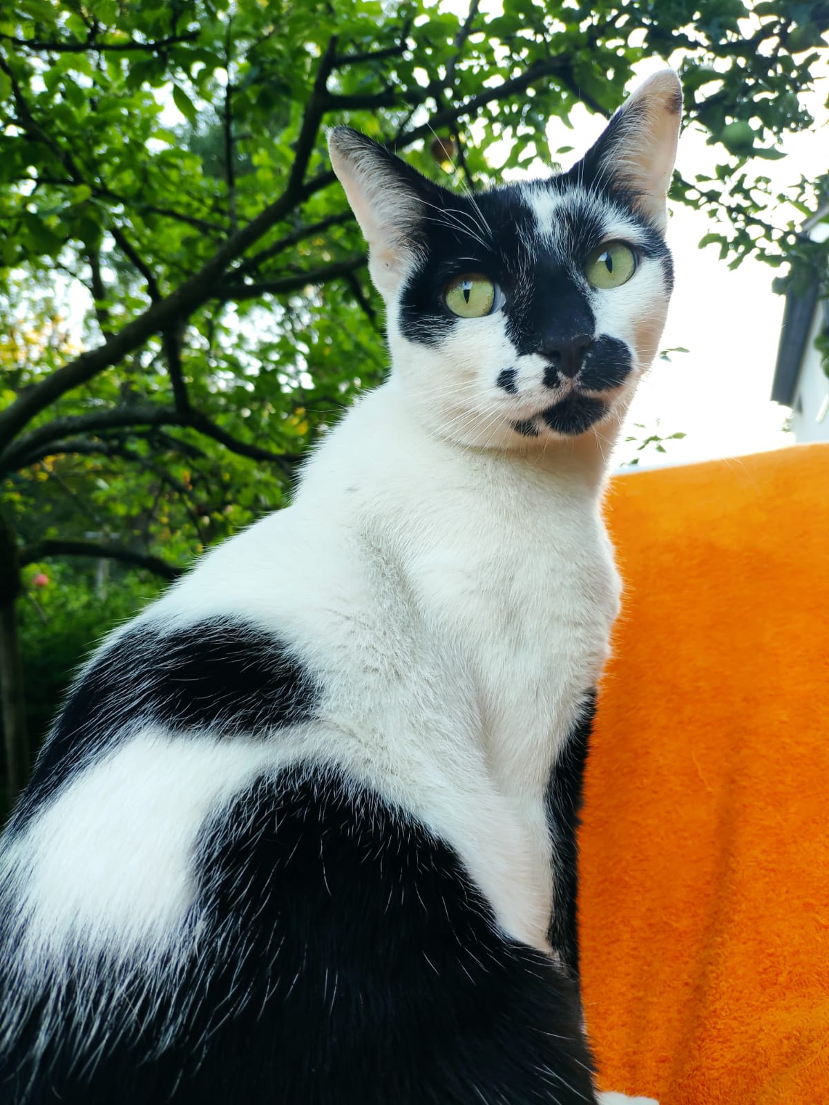 Paolo