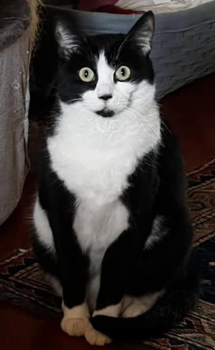 Gigiu