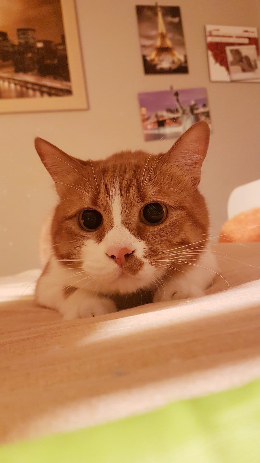 NOEL