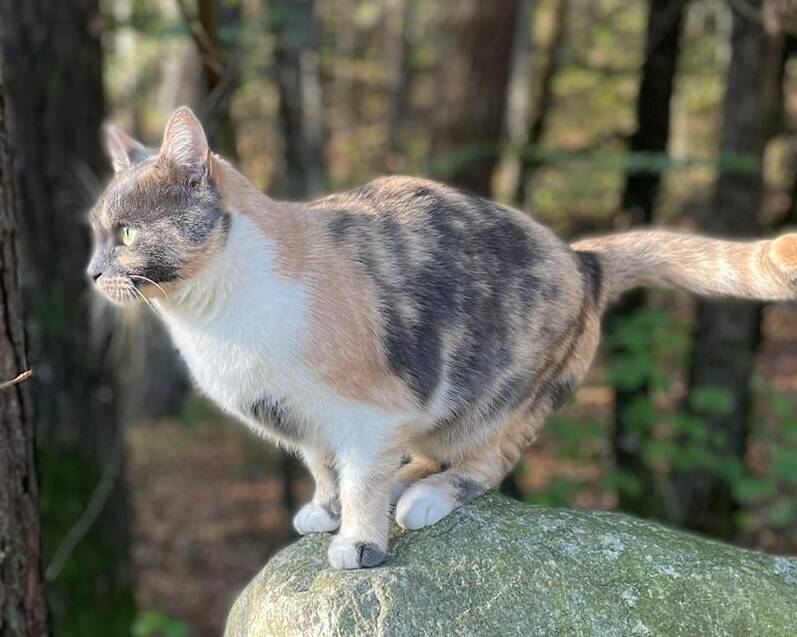 Kissa