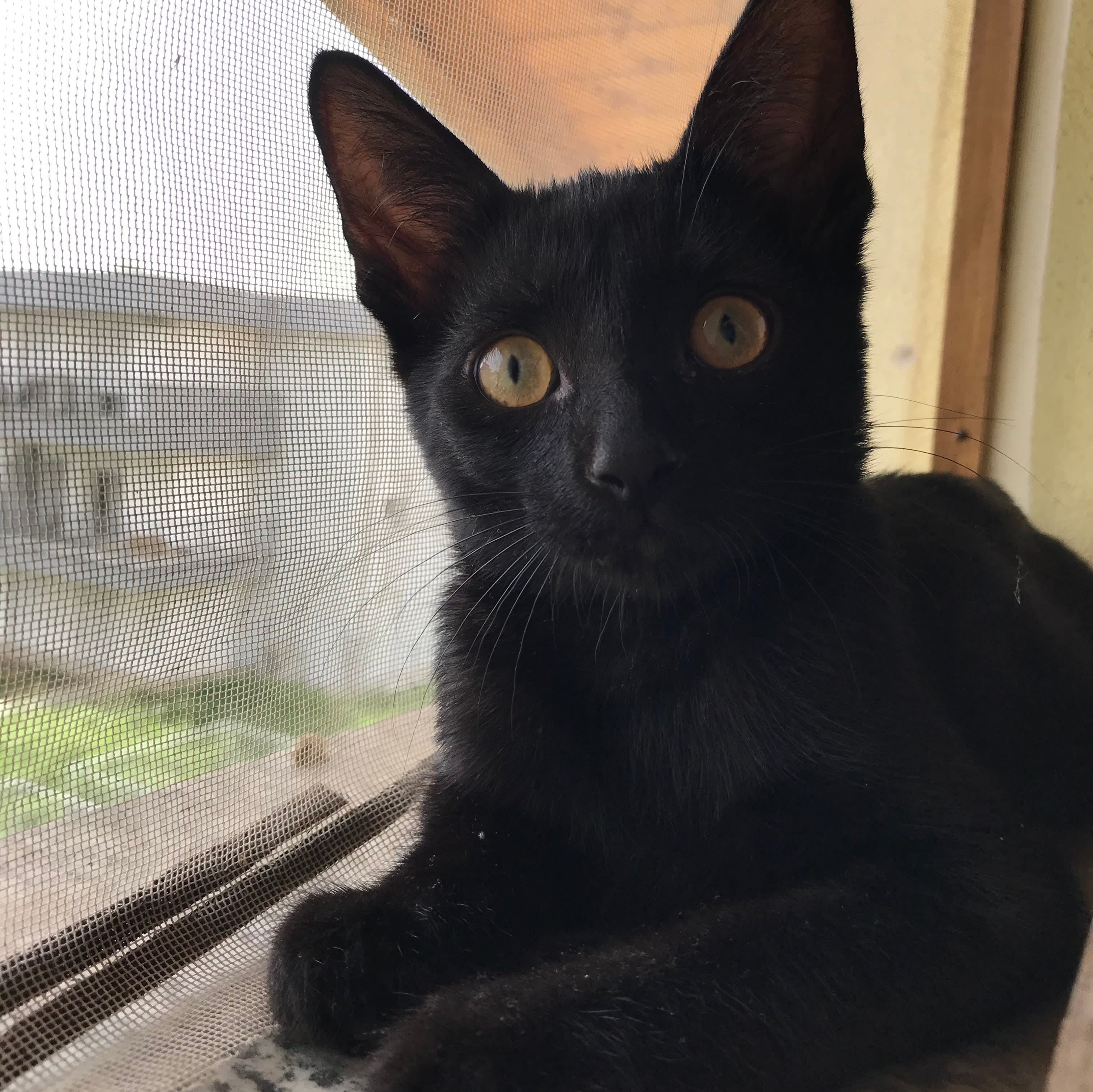 Micio