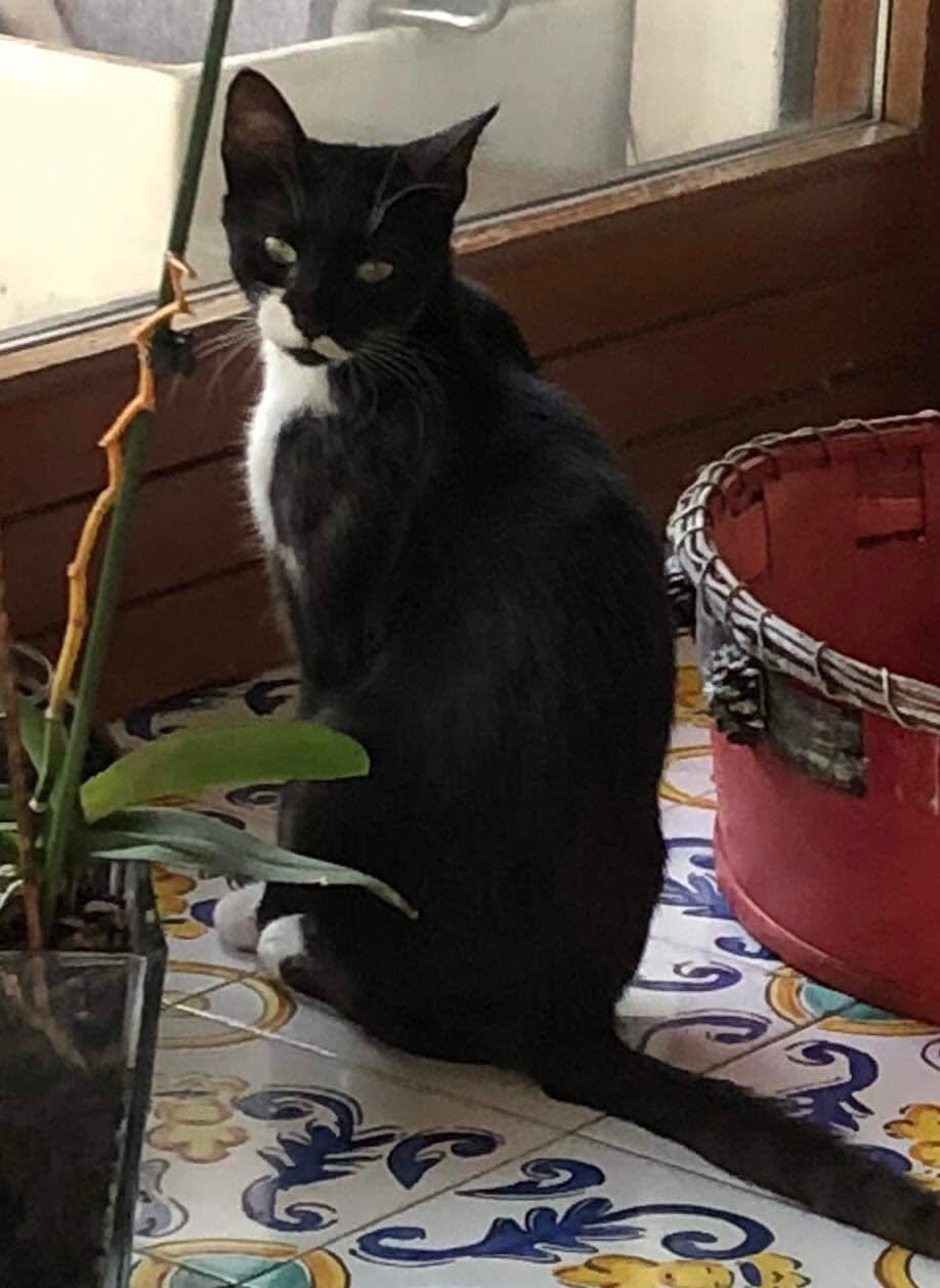 Pedro