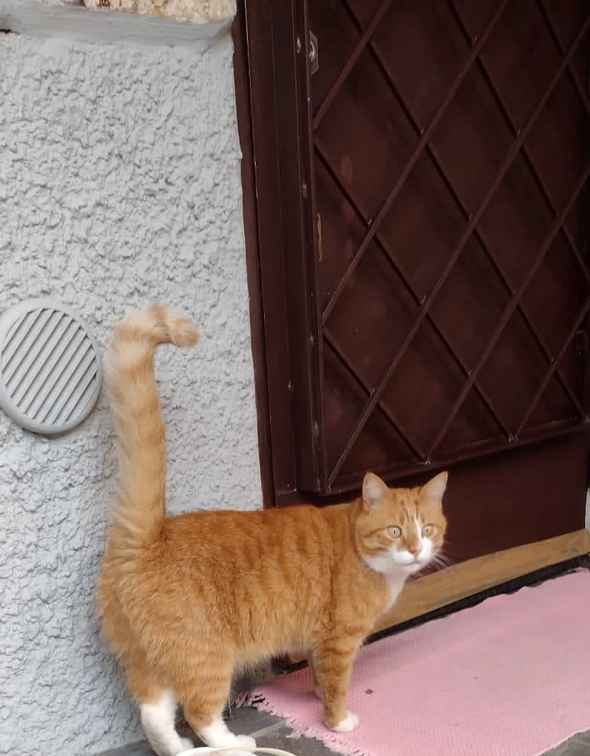 Freddy