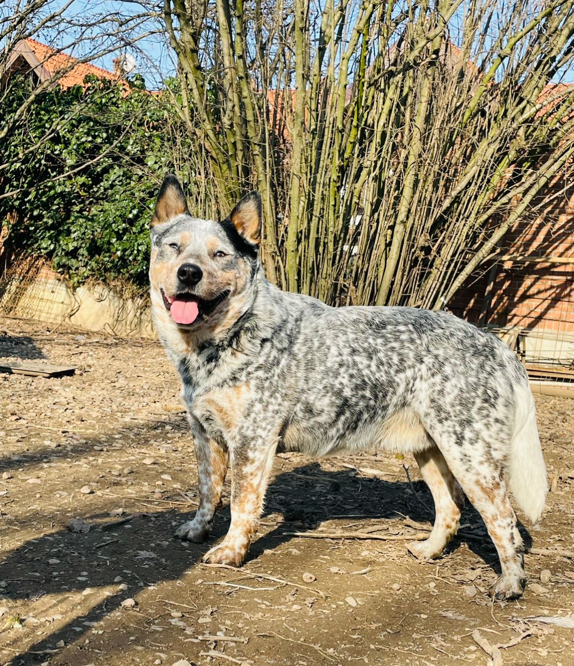 Balto