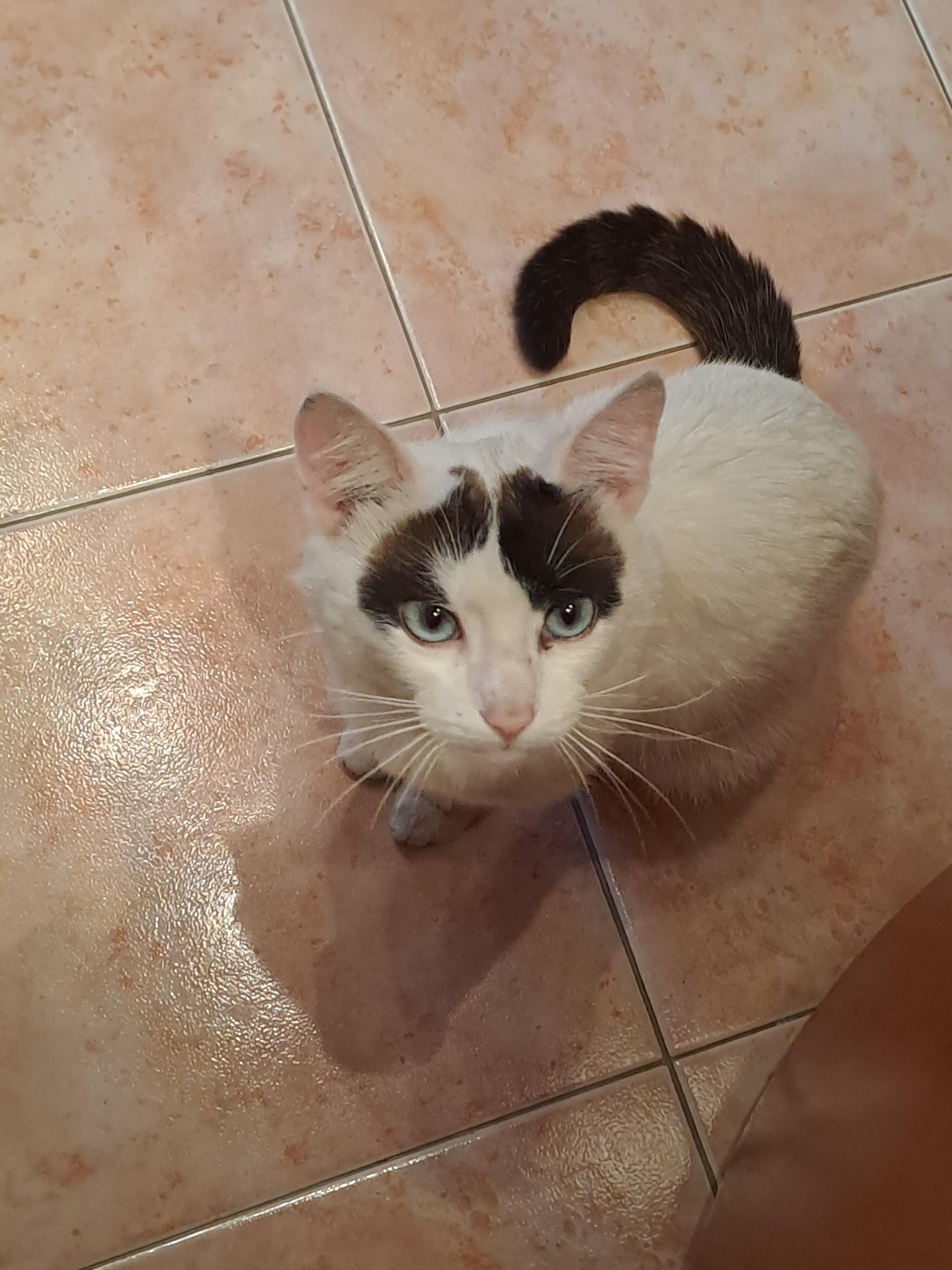 Albus