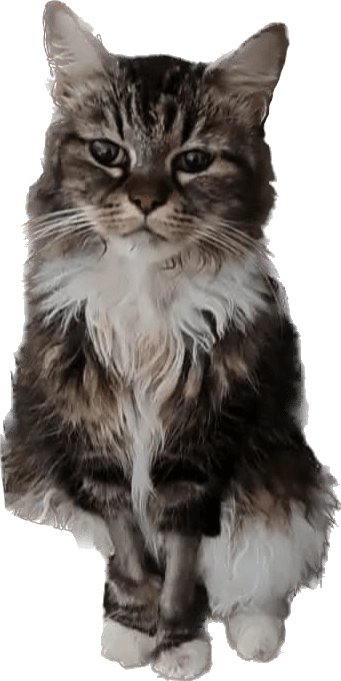 Cleo