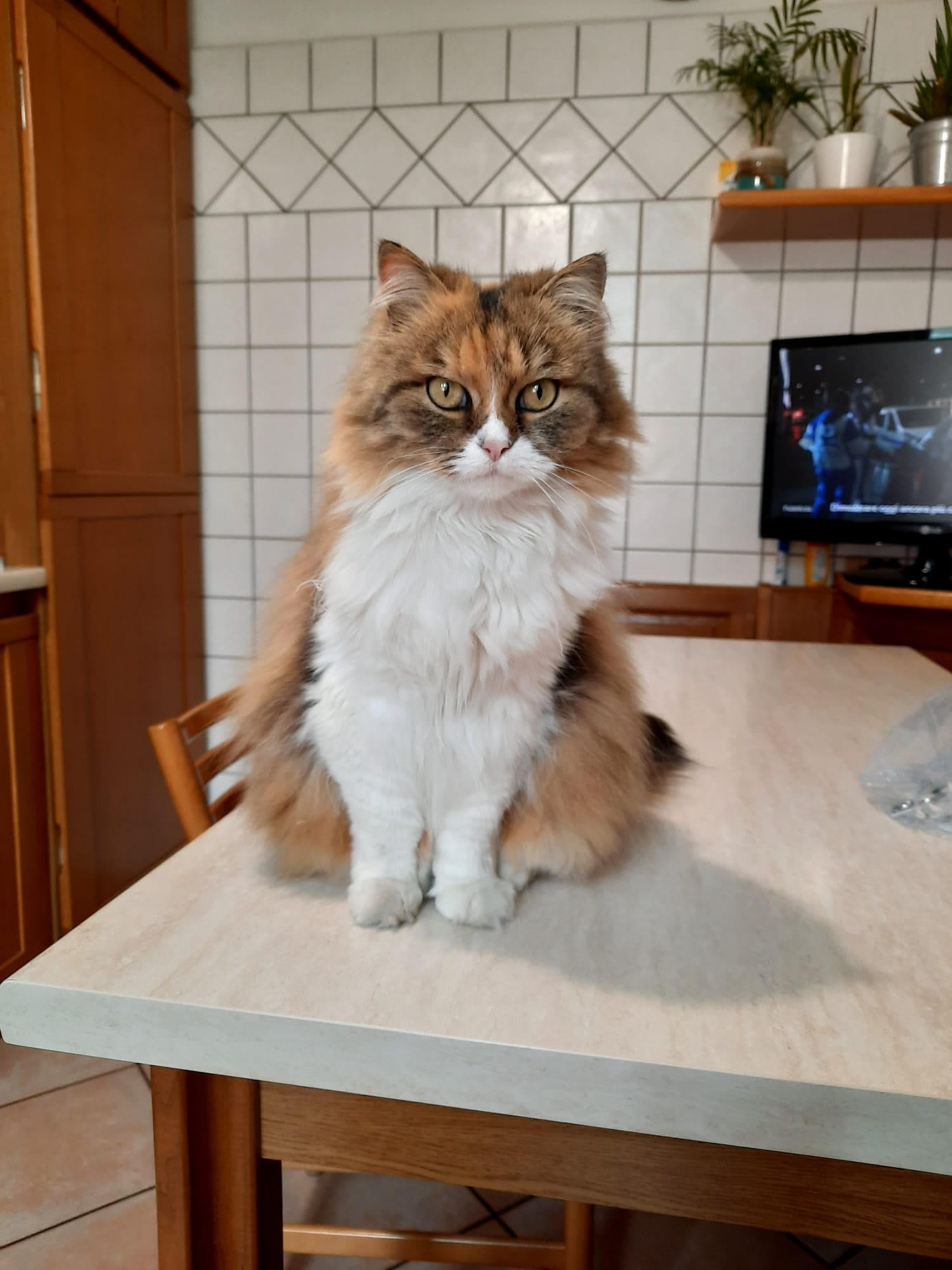 Birba