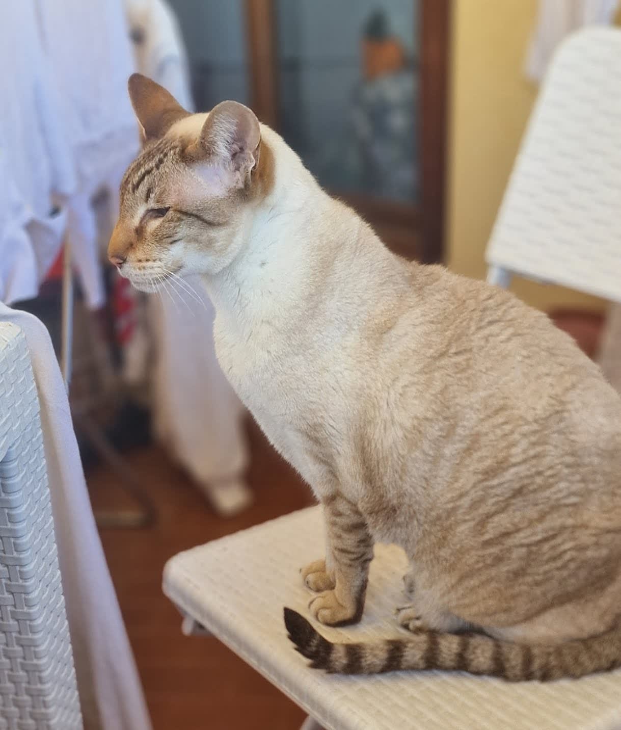 Kimba