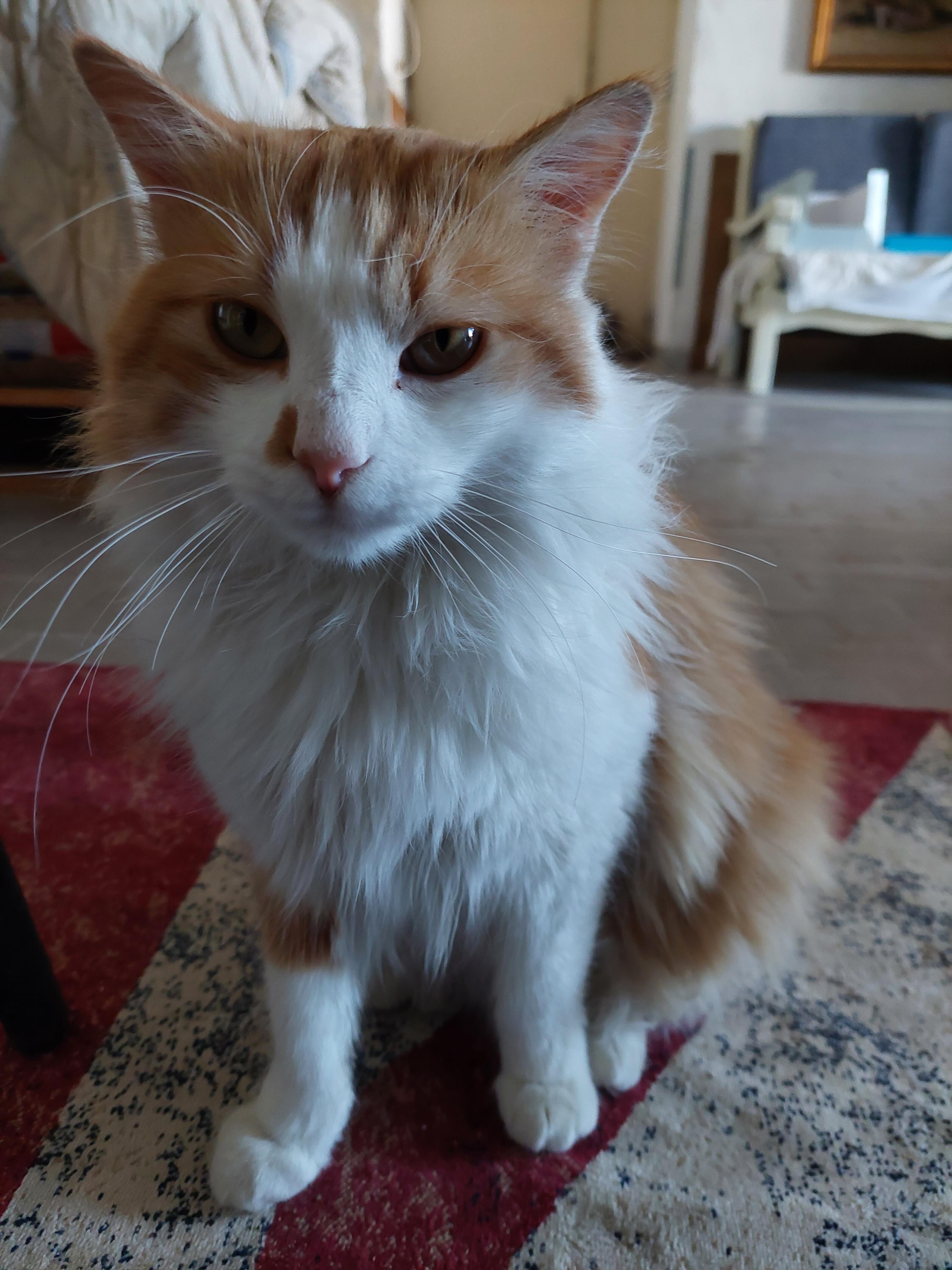 GINGER
